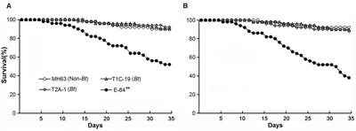 Toxicological and Biochemical Analyses Demonstrate the Absence of Lethal or Sublethal Effects of cry1C- or cry2A-Expressing Bt Rice on the Collembolan Folsomia candida